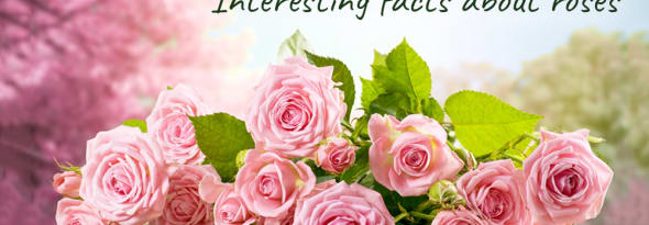 25 Interesting Facts About Roses